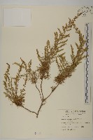 茵蔯蒿藏品圖，第1張