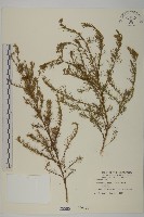 茵蔯蒿藏品圖，第1張