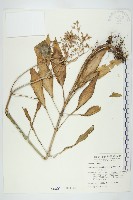 倒吊蓮、匙葉燈籠草藏品圖，第1張