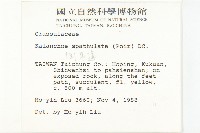 倒吊蓮、匙葉燈籠草藏品圖，第2張