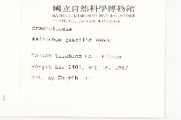 小燈籠草、大還魂藏品圖，第2張