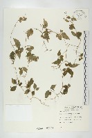 絞股藍藏品圖，第1張