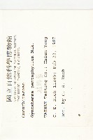 絞股藍藏品圖，第2張