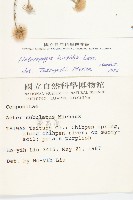 狗娃花藏品圖，第2張