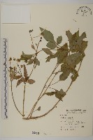 白花鬼針藏品圖，第1張