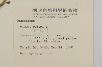 白花鬼針藏品圖，第2張