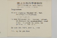 大頭艾納香藏品圖，第2張