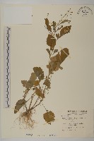 茯苓菜藏品圖，第1張