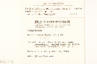 紫背草藏品圖，第2張