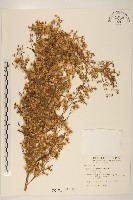 加拿大蓬藏品圖，第1張