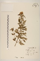 臺灣澤蘭藏品圖，第1張