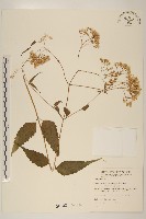 田代氏澤蘭藏品圖，第1張