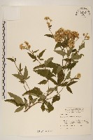 臺灣澤蘭藏品圖，第1張