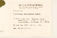 臺灣澤蘭藏品圖，第2張