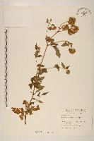 臺灣澤蘭藏品圖，第1張