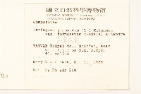 臺灣山菊藏品圖，第2張