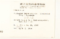 臺灣山菊藏品圖，第2張