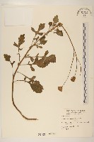 白鳳菜藏品圖，第1張