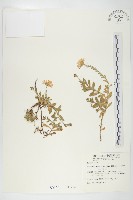 狗娃花藏品圖，第1張