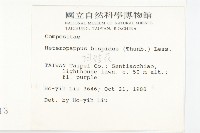 狗娃花藏品圖，第2張