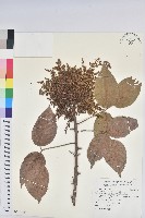 狗娃花藏品圖，第3張