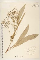 兔仔菜藏品圖，第1張