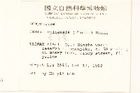 兔仔菜藏品圖，第2張