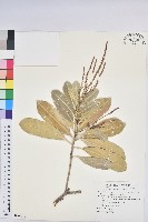 兔仔菜藏品圖，第3張