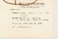 蔓澤蘭藏品圖，第2張