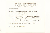 蔓黃菀藏品圖，第2張