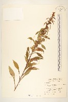 一枝黃花藏品圖，第1張