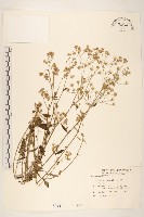 一枝香藏品圖，第1張