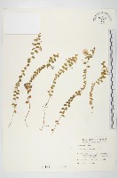 土丁桂藏品圖，第1張