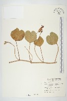 馬鞍藤藏品圖，第1張