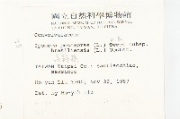 馬鞍藤藏品圖，第2張