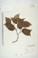 四照花藏品圖，第1張