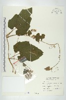 青牛膽藏品圖，第1張