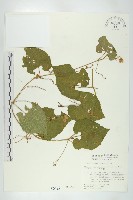 青牛膽藏品圖，第1張