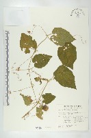 青牛膽藏品圖，第1張