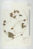 黑果馬交兒藏品圖，第1張