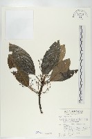 薄葉虎皮楠藏品圖，第1張