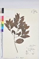 土密樹藏品圖，第1張