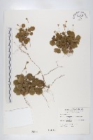 裂緣花藏品圖，第1張