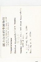 裂緣花藏品圖，第2張