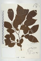 山柿, 山豆柿藏品圖，第1張