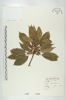 薯豆藏品圖，第1張