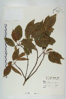 薯豆藏品圖，第1張