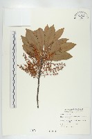 杜英、山杜英、蘭嶼杜英藏品圖，第1張