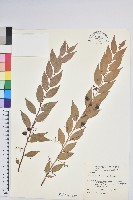 白果白珠藏品圖，第1張