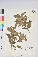 南燭藏品圖，第1張